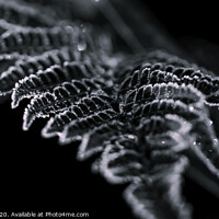 Buy canvas prints of Frosted Fern by Paul Tyzack