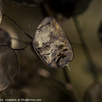 Buy canvas prints of Seed pods by Paul Tyzack