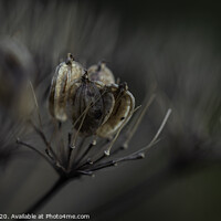 Buy canvas prints of Seedpods in the sunshine by Paul Tyzack