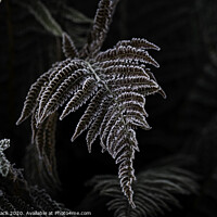 Buy canvas prints of Icy fern by Paul Tyzack