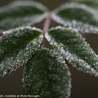 Buy canvas prints of Frosted Leaves by Paul Tyzack