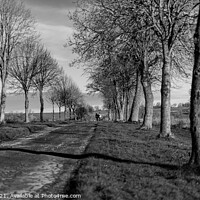 Buy canvas prints of Tree Avenue by Paul Tyzack