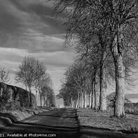 Buy canvas prints of Tree lined Avenue by Paul Tyzack