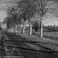 Buy canvas prints of Tree lined avenue by Paul Tyzack