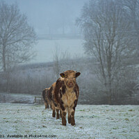 Buy canvas prints of A cow standing on top of a snow covered field by Paul Tyzack