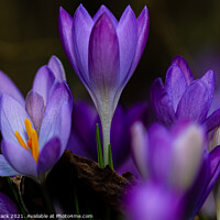 Buy canvas prints of Blue crocus by Paul Tyzack