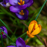 Buy canvas prints of Blue and Yellow Crocus by Paul Tyzack