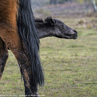 Buy canvas prints of Mother pony with foal appearing behind her legs by Stephen Munn