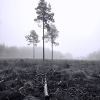 Buy canvas prints of Foggy Forest Pine trees by Stephen Munn