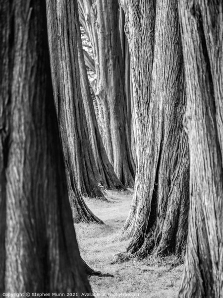 Tree Line alternative view at Plas Newydd House, Anglesey, Wales Picture Board by Stephen Munn