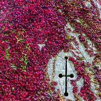 Buy canvas prints of Virginia Creeper Penrhyn Castle, Snowdonia National Park by Stephen Munn