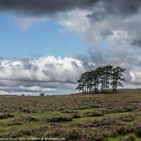 Buy canvas prints of Woodford Bottom, New Forest National Park by Stephen Munn