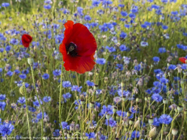 Poppies and blue cornflowers Picture Board by Stephen Munn