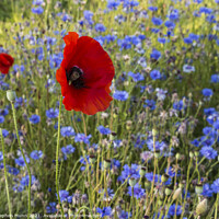 Buy canvas prints of Poppies and blue cornflowers by Stephen Munn
