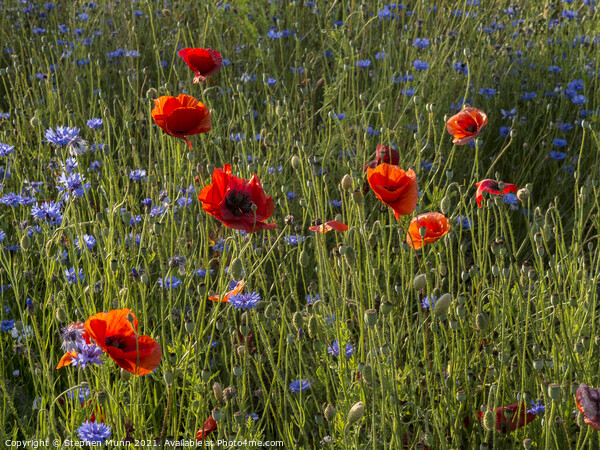 Poppies and cornflowers Picture Board by Stephen Munn