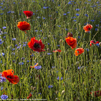 Buy canvas prints of Poppies and cornflowers by Stephen Munn