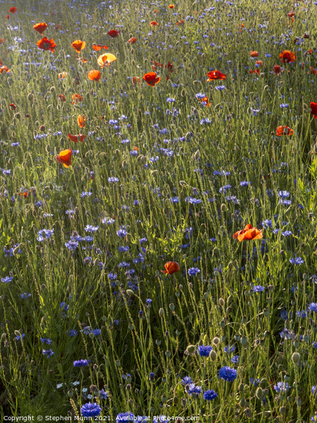 Sun tinted poppies and blue cornflowers Picture Board by Stephen Munn