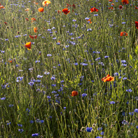 Buy canvas prints of Sun tinted poppies and blue cornflowers by Stephen Munn