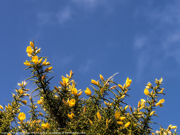 Gorse against blue sky Picture Board by Stephen Munn