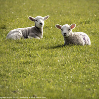 Buy canvas prints of Two lambs having a rest by Stephen Munn