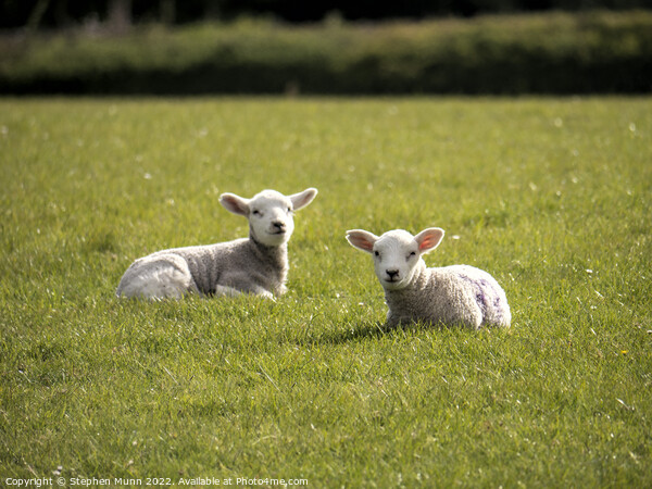 Spring Lambs Picture Board by Stephen Munn