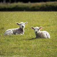 Buy canvas prints of Spring Lambs by Stephen Munn