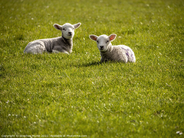 Two spring lambs laying down  Picture Board by Stephen Munn