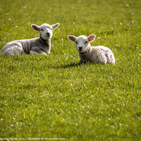 Buy canvas prints of Two spring lambs laying down  by Stephen Munn