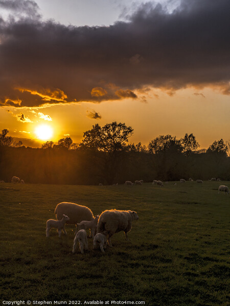 Sunset Sheep and lambs Picture Board by Stephen Munn