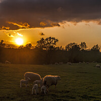 Buy canvas prints of Sunset Sheep and lambs by Stephen Munn
