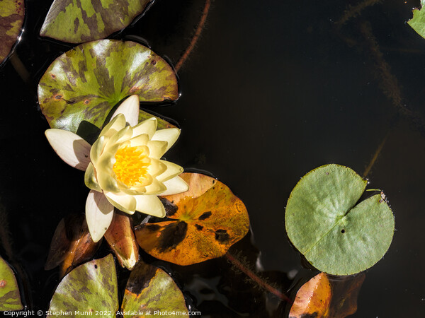 Water Lilly Picture Board by Stephen Munn