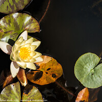 Buy canvas prints of Water Lilly by Stephen Munn
