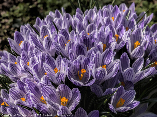 Purple and white crocus Picture Board by Stephen Munn