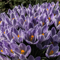 Buy canvas prints of Purple and white crocus by Stephen Munn