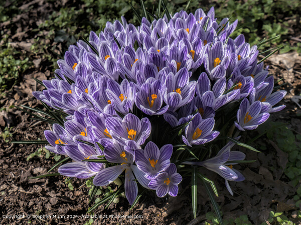 Purple Crocus Spring Flora Picture Board by Stephen Munn