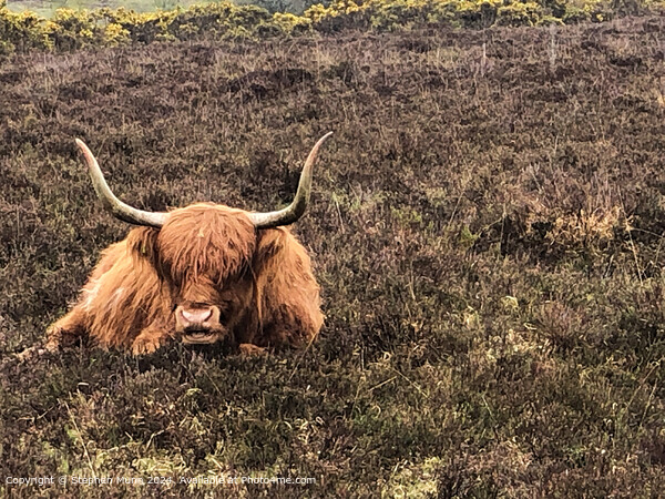 Highland Cow Picture Board by Stephen Munn
