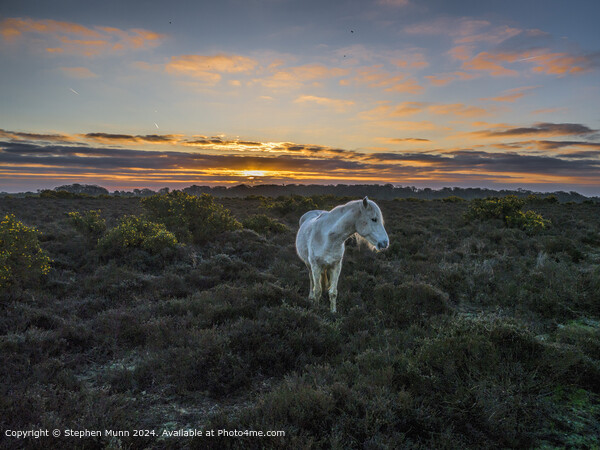 Golden Sunrise, New Forest Pony Picture Board by Stephen Munn