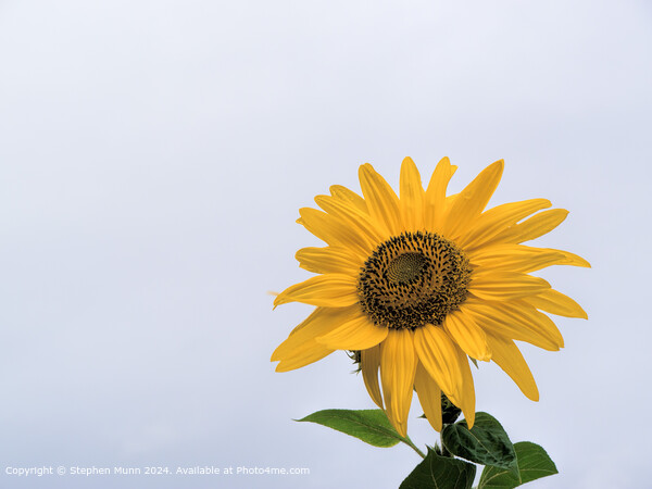 Sunflower Sky Contrast Picture Board by Stephen Munn