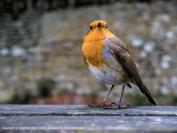 European Robin on Picnic Table  Picture Board by Stephen Munn