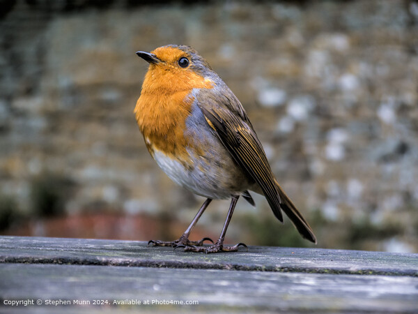 Red Robin on picnic table Picture Board by Stephen Munn