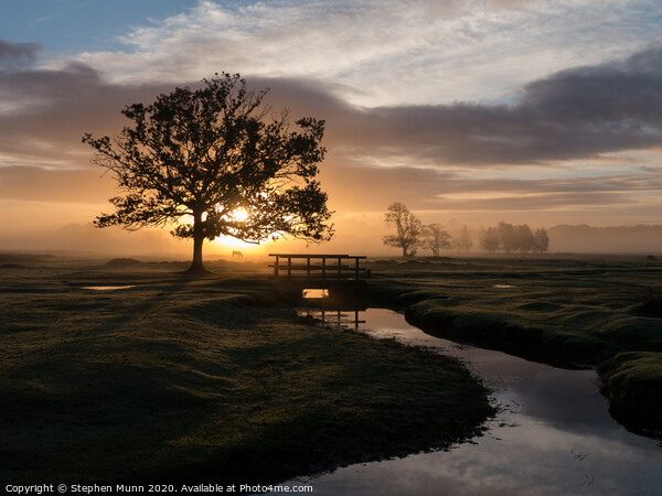 Sunrise, Longwater Lawn, New Forest National Park Picture Board by Stephen Munn