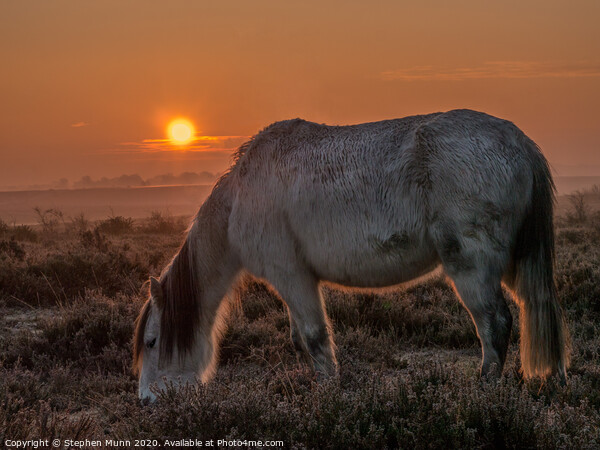 New Forest Pony at Dawn Picture Board by Stephen Munn
