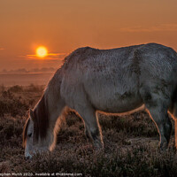 Buy canvas prints of New Forest Pony at Dawn by Stephen Munn