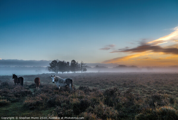 Horses at Dawn, New Forest National Park Picture Board by Stephen Munn