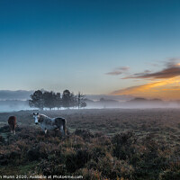 Buy canvas prints of Horses at Dawn, New Forest National Park by Stephen Munn
