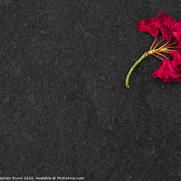Buy canvas prints of Flower on a Flagstone by Stephen Munn