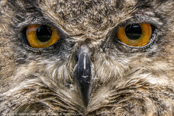 Eyes of an Eagle Owl Picture Board by Stephen Munn