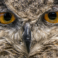 Buy canvas prints of Eyes of an Eagle Owl by Stephen Munn