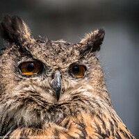 Buy canvas prints of Eagle Owl  by Stephen Munn