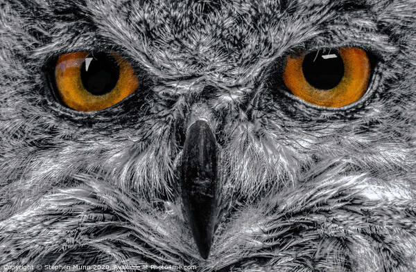 Eagle Owl Eyes in black and white Picture Board by Stephen Munn